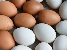Chicken Egg